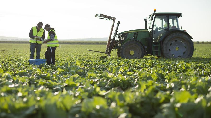 Egipto, &quot;la gran amenaza&quot; para el sector hortofrutícola murciano