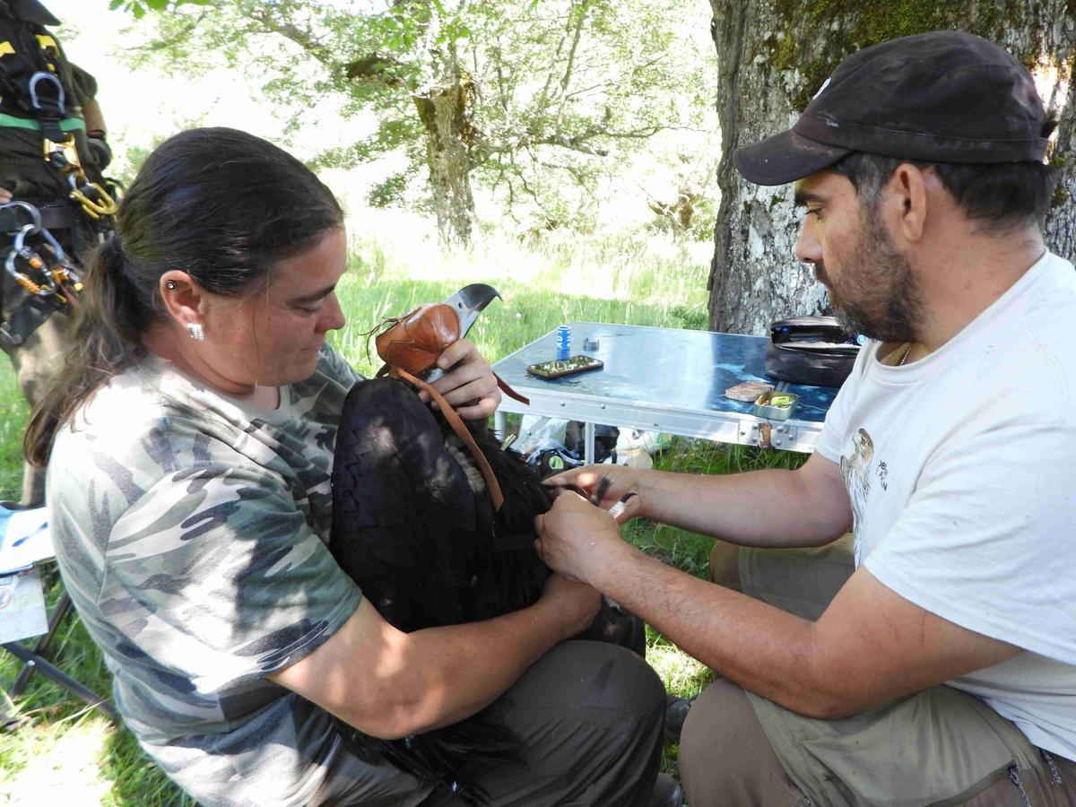 Colocación de un emisor GPS a un buitre negro nacido este año en la sierra de la Demanda.