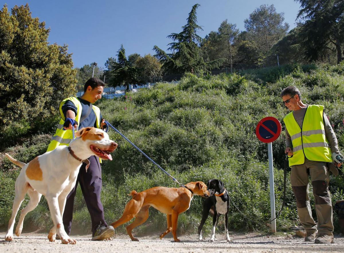 El Centre d’Acollida de BCN trasllada més de 100 gossos per falta d’espai