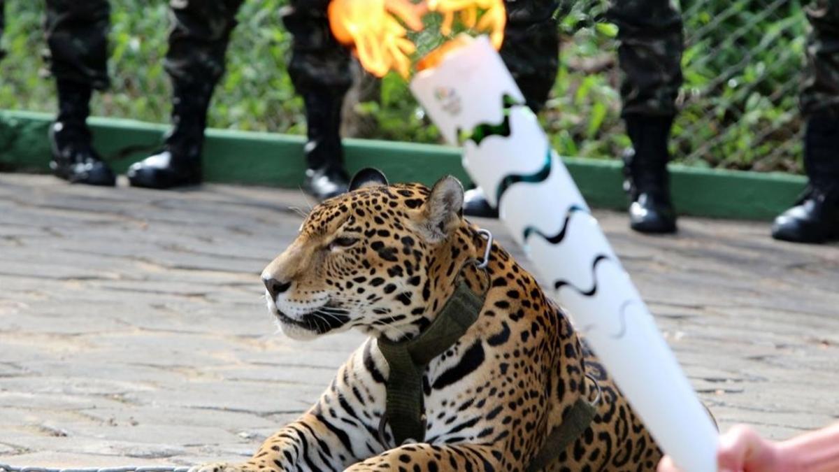 El jaguar 'Juma' durante la ceremonia de paso de la antorcha en Manaos