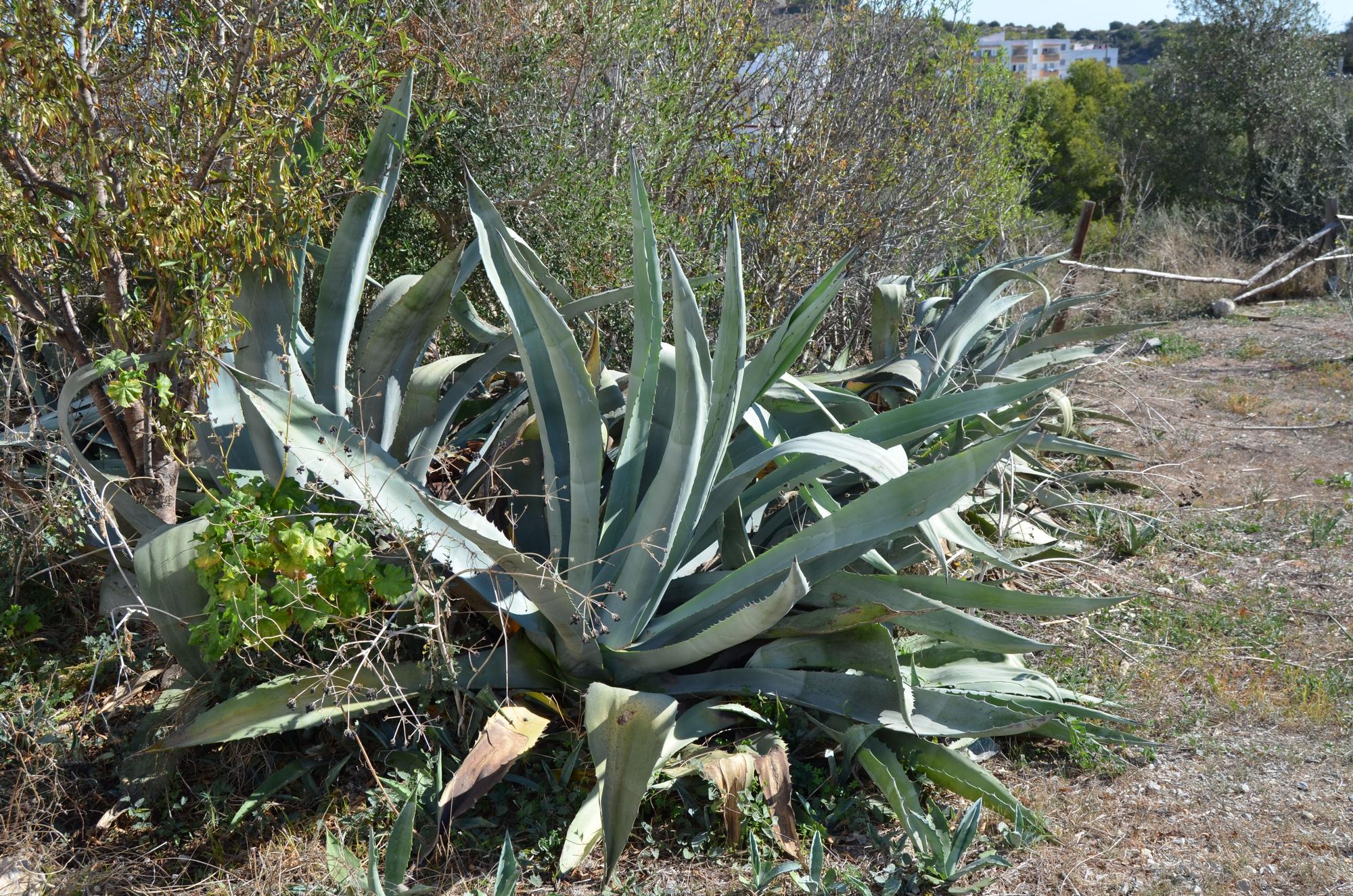 La necrópolis, un oasis dentro de Ibiza