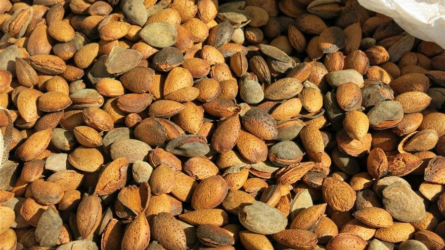 Este año se espera un aumento en la producción de almendras en Balears.