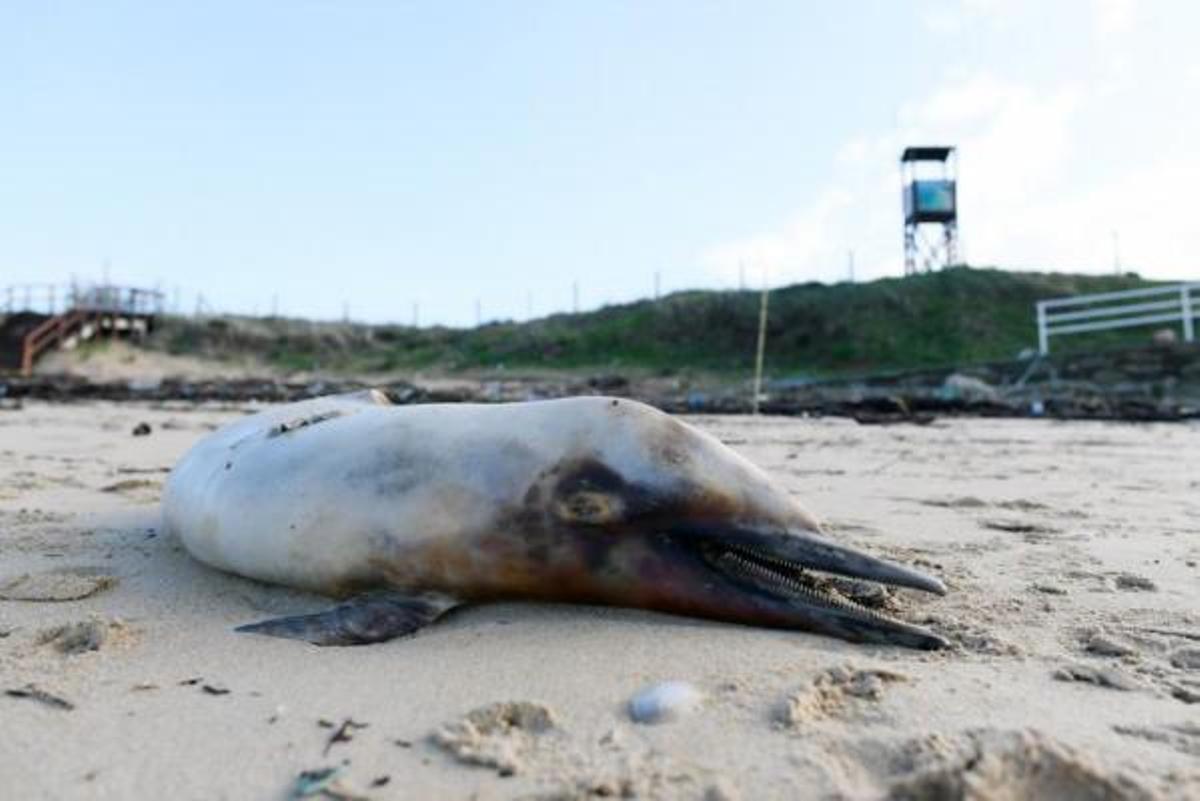 El temporal arrastra a la costa a varios cetáceos muertos, entre ellos una ballena