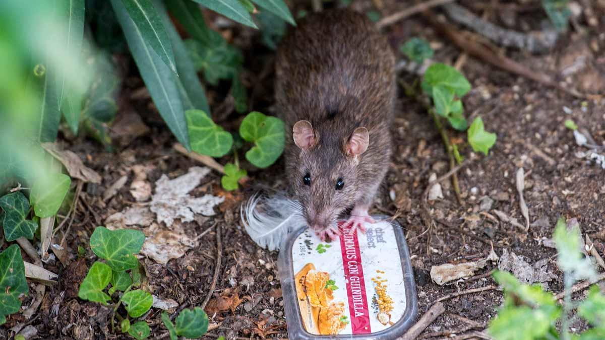 Una rata en el parque de la Ciutadella.