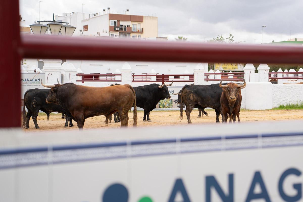 Los primeros toros llegan a la Venta de Antequera