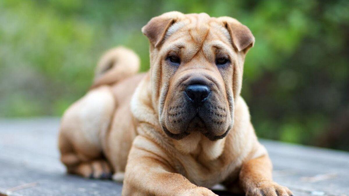 Shar pei.