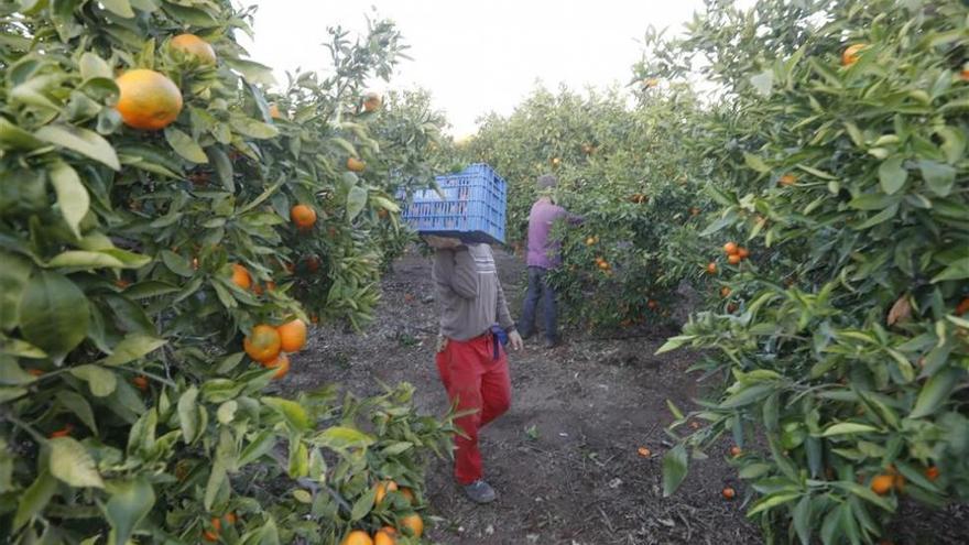 La campaña de la naranja se encuentra al 35% con una &quot;previsión de buena cosecha&quot;, según Asaja