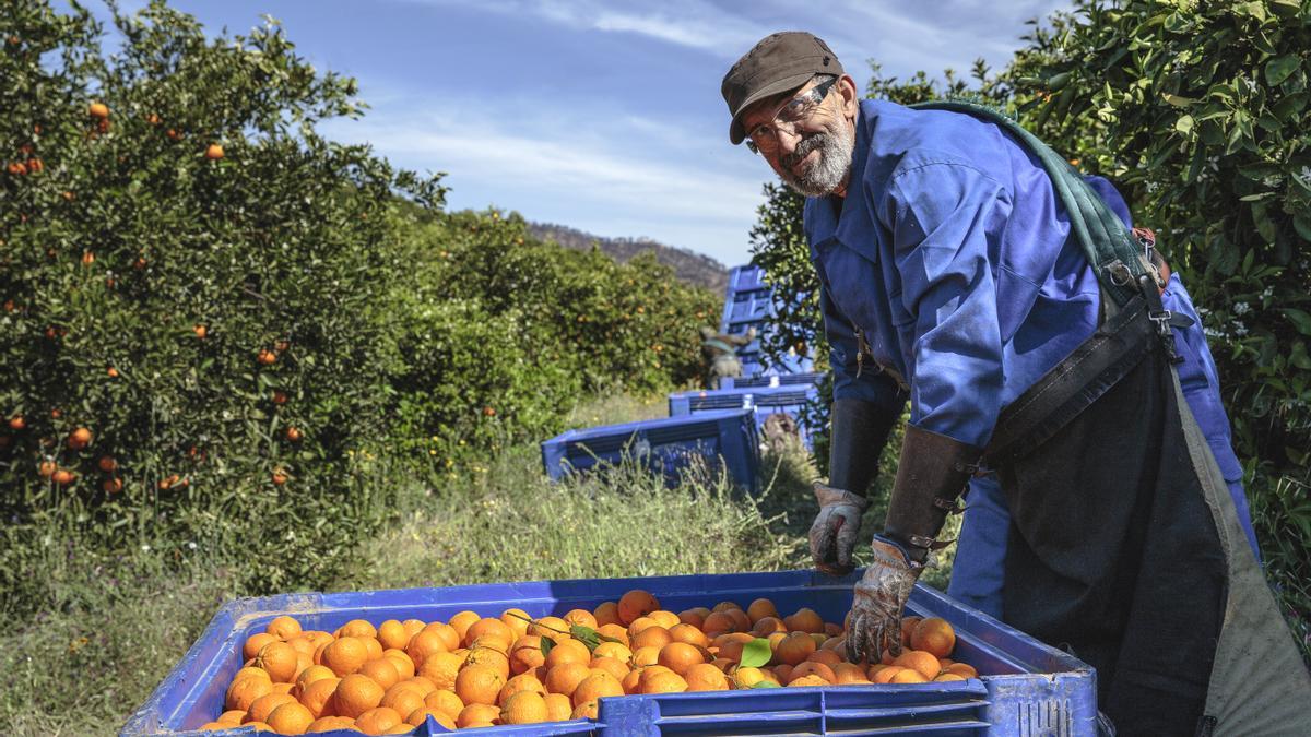 El objetivo  de los Premios BBVA es visibilizar el compromiso de muchos productores españoles con el desarrollo sostenible, la eficiencia energética y la alimentación saludable, así como acercar a los hogares los productos de proximidad.