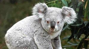 Un coala puja a la barca d’uns piragüistes a la Costa Daurada d’Austràlia