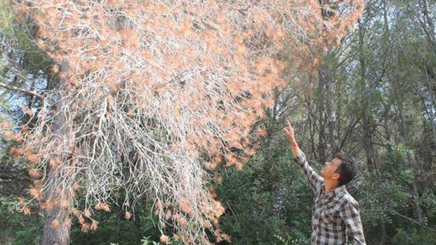 La plaga de los pinos se extiende por el norte y ya afecta a Orpesa