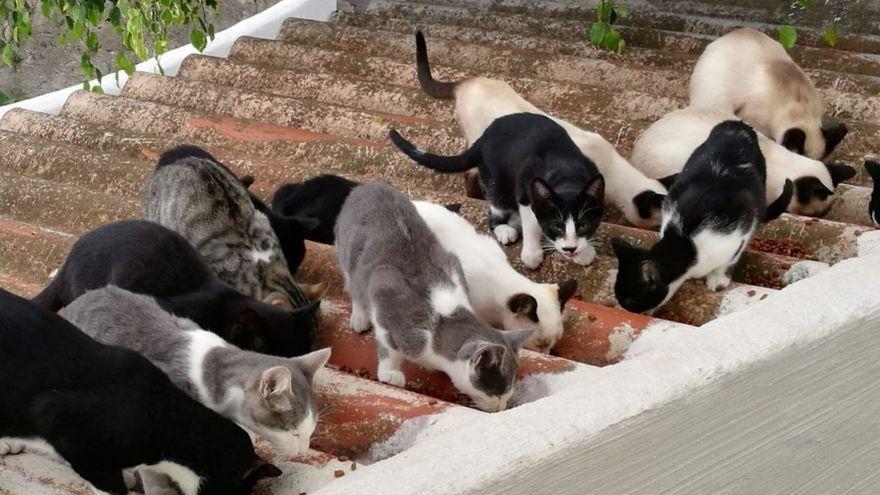 Los científicos condenan al gato: “Es el depredador invasivo más dañino para la biodiversidad”