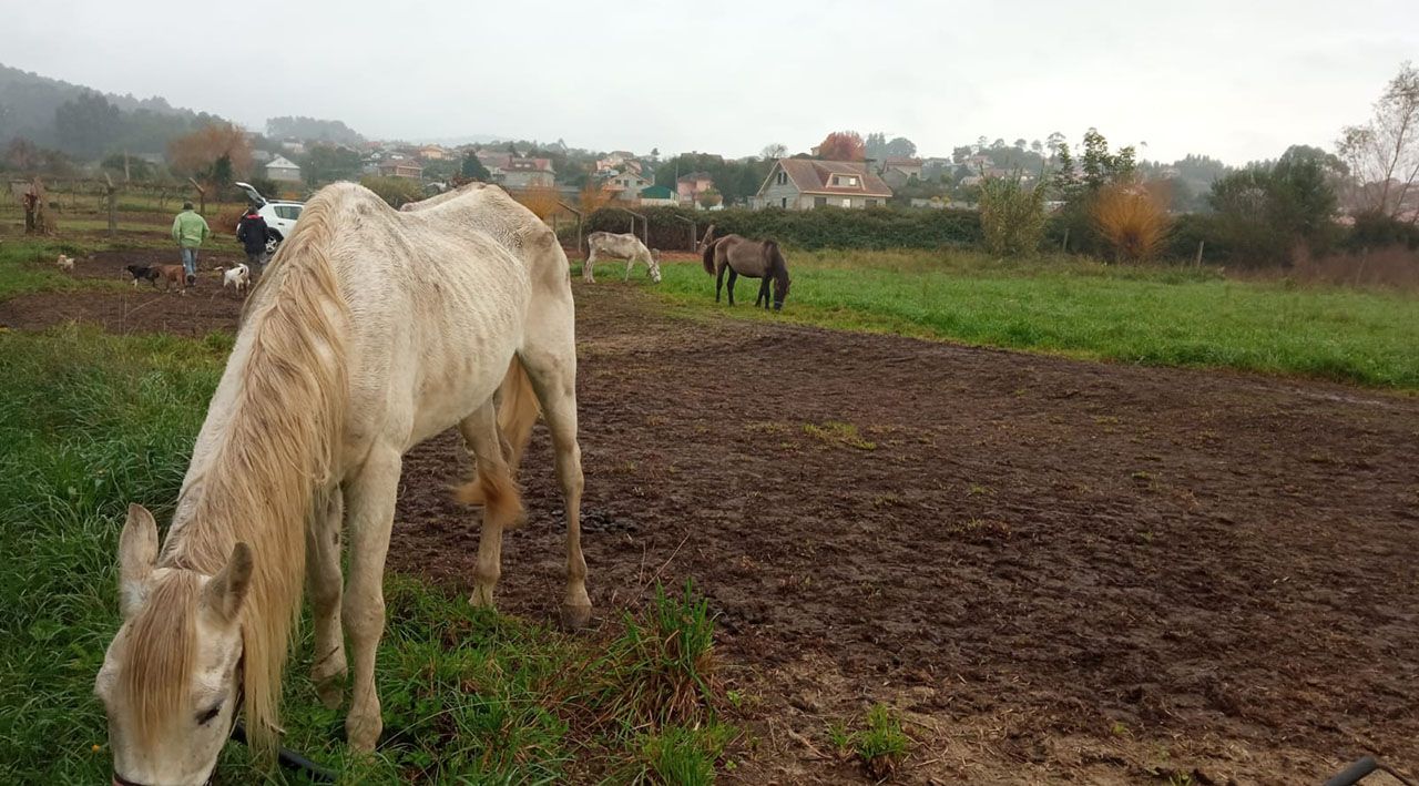 Los tres caballos atados en una finca de Randufe, desnutridos y sin agua
