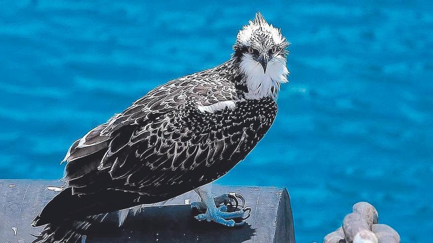 Ejemplar joven de ‘àguila peixatera’, en Porto Pí.