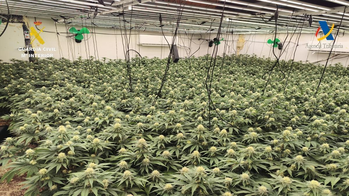 Golpe al narcotráfico en Sevilla: casi 5.000 plantas de cannabis intervenidas