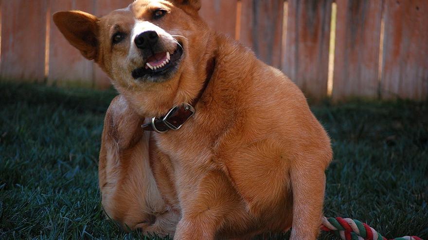 Mi perro se rasca mucho, ¿qué le pasa?