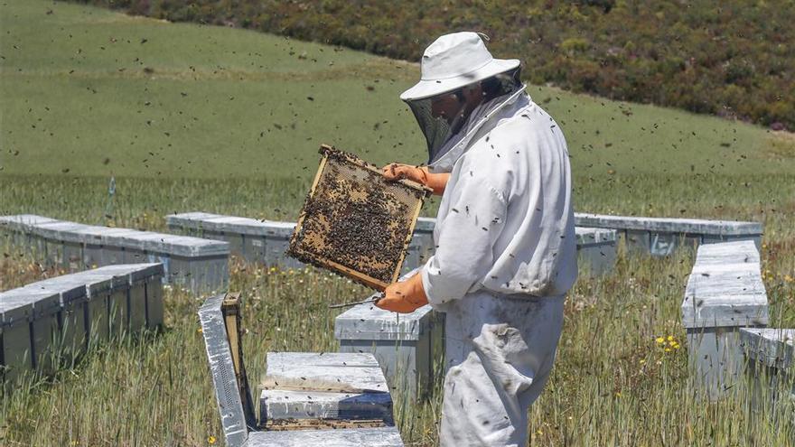 Alertan de las consecuencias del cambio climático y de los bajos precios en la apicultura extremeña