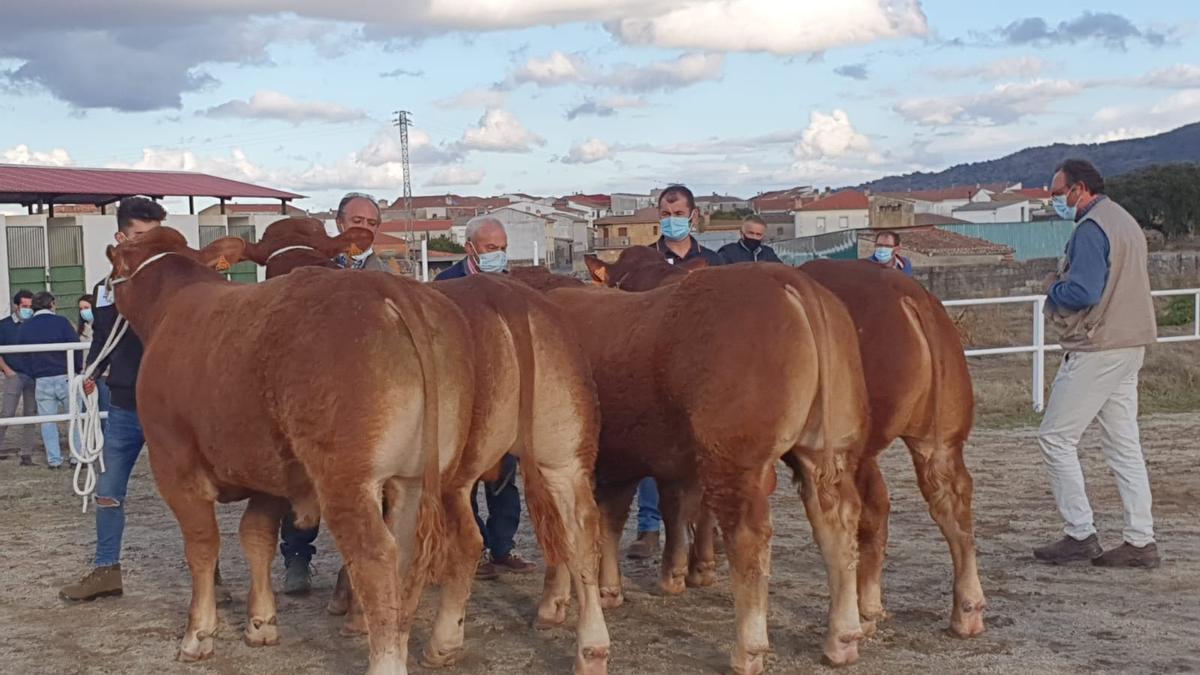 El jurado valora tanto la morfología de los animales presentados como su doma en pista.