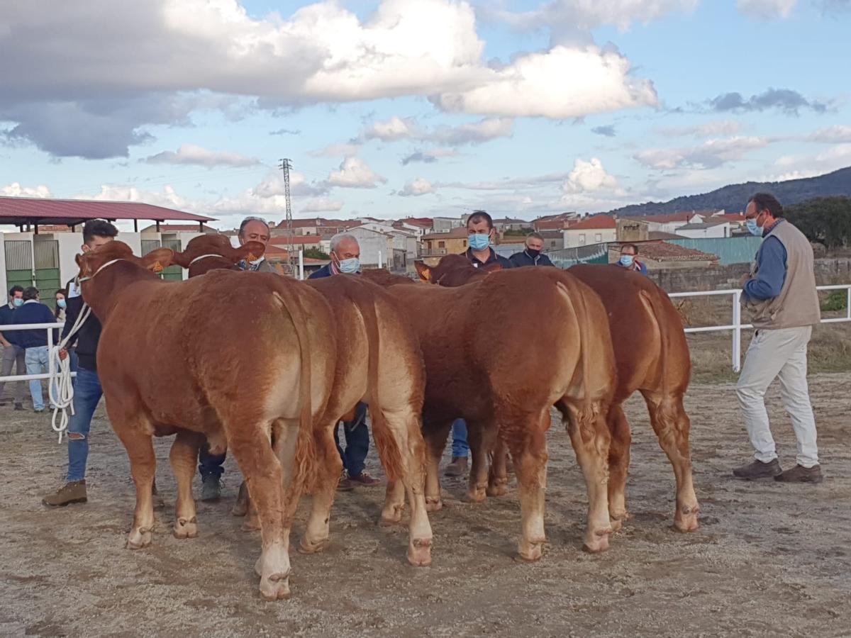 El jurado valora tanto la morfología de los animales presentados como su doma en pista.