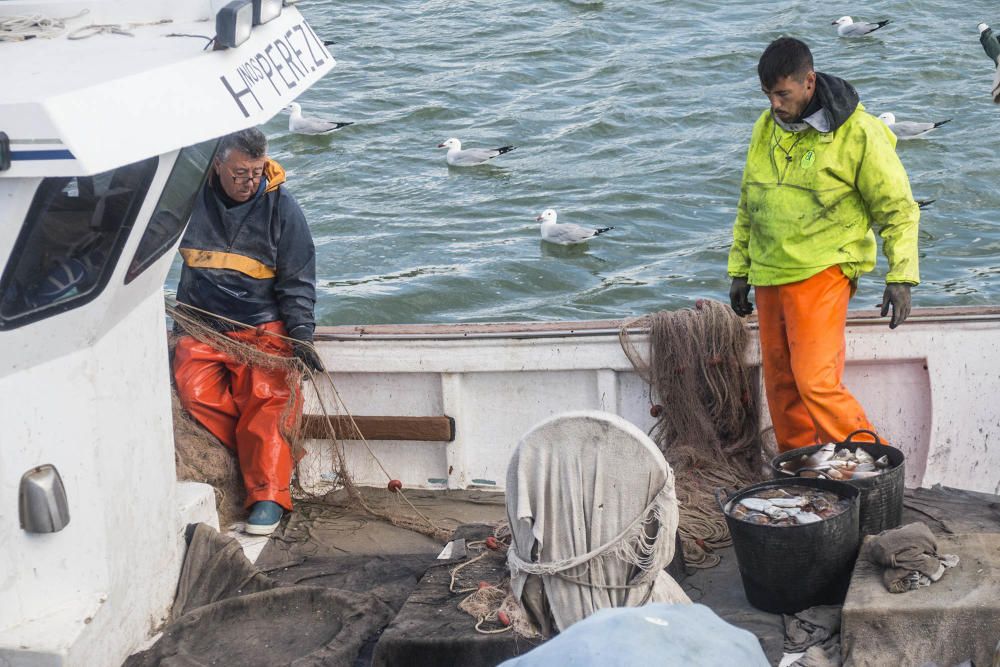 Subasta de pescado de Guardamar del Segura