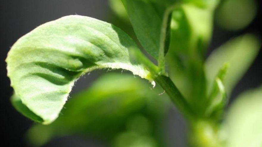 El CITA investiga los virus que afectan al cultivo de la alfalfa