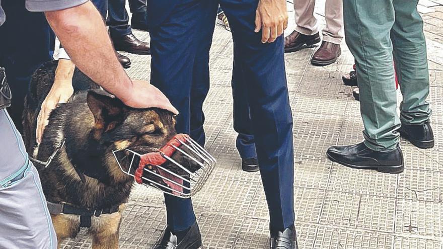 Perros pastores alemanes vigilarán las líneas más conflictivas de guaguas  en Las Palmas de Gran Canaria - La Provincia