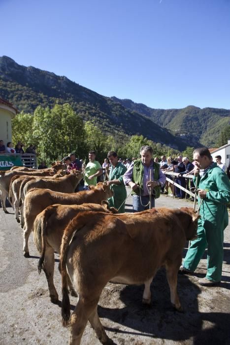 125 Feria ganadera de Casu