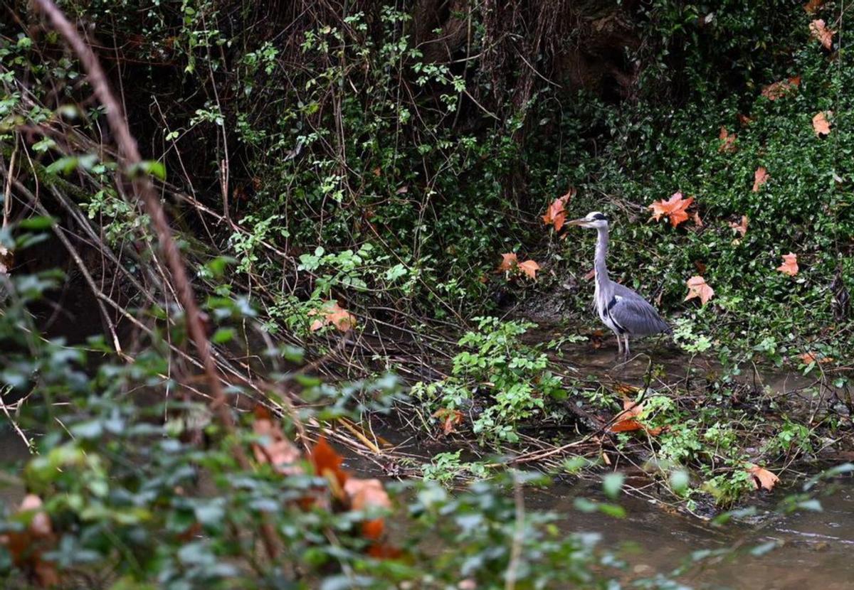 Varios senderistas paseraon río arriba descubriendo cada rincón. |  Rafa Vázquez