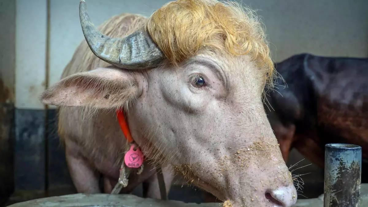 Un búfal albí semblant a Donald Trump: la nova sensació viral a Bangladesh