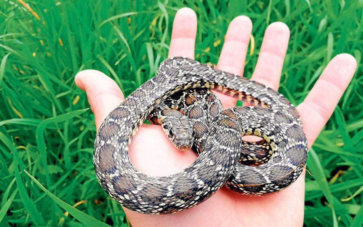 Die eingeschleppten Schlangen wird man wohl weder auf Ibiza noch auf Mallorca wieder ausrotten können. Jetzt geht es um Kontrolle und Beruhigung der Bevölkerung