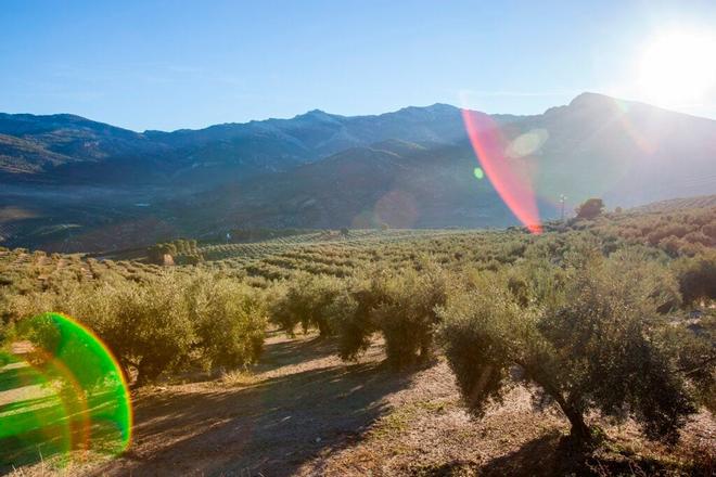 Aceituneros en Andalucía