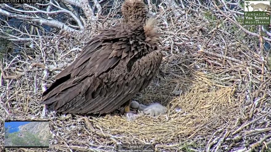 En directo | Sigue el nacimiento de una cría de &#039;voltor negre&#039; en la Serra de Tramuntana