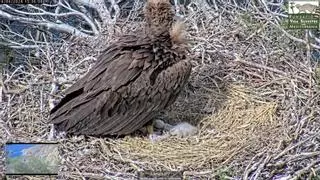 En directo | Sigue el nacimiento de una cría de 'voltor negre' en la Serra de Tramuntana