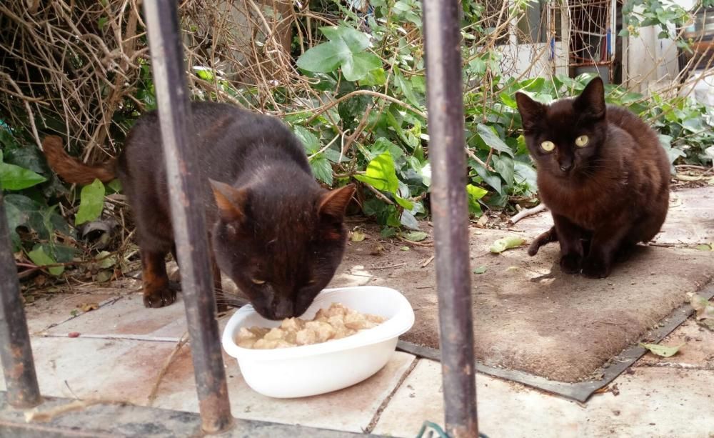 El estado de alarma autoriza la alimentación  de colonias felinas, como es el caso de Torrevieja donde más de 100 voluntarios siguen realizando estos cuidados.