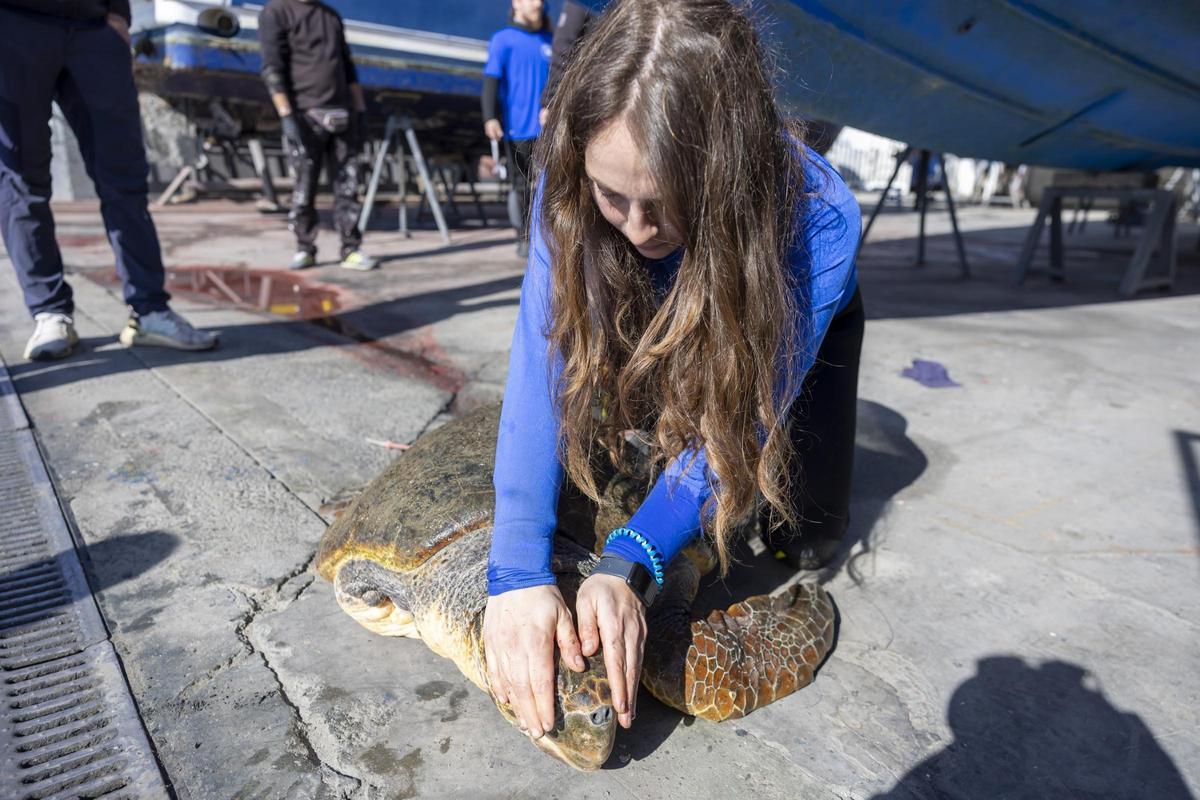 Rescate de la tortuga marina que había hecho de la dársena pesquera de Torrevieja su hábitat en el último mes