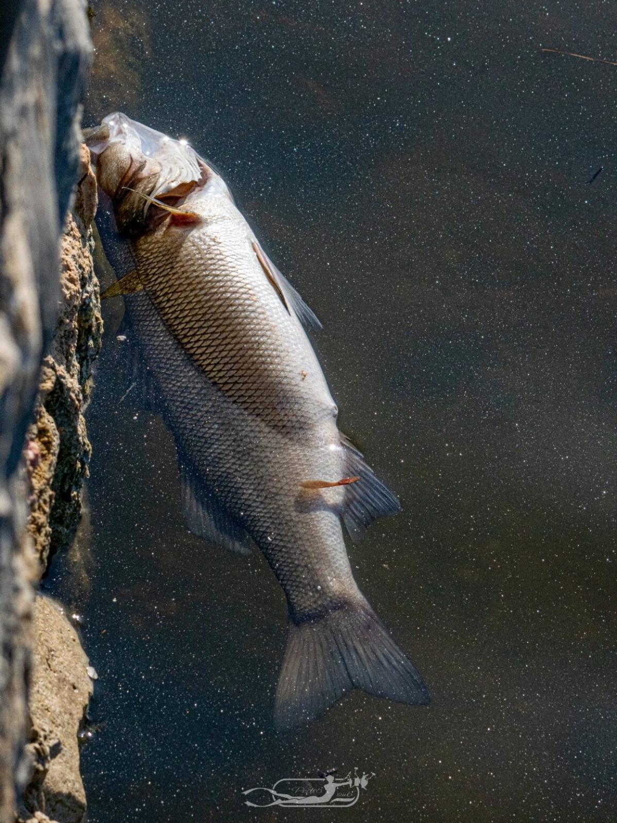 FOTOS | La mortandad de peces y fauna en el Riuet de s'Illot, en imágenes FOTOS | La mortandad de peces y fauna en el Riuet de s'Illot, en imágenes