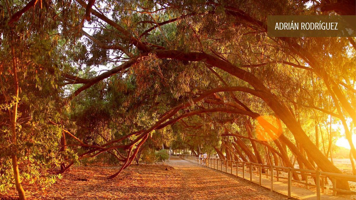 Una de las fotografías que ilustra el calendario: el espectacular arco de eucaliptos que da la bienvenida a los visitantes de la laguna de La Mata con la luz de la puesta de sol