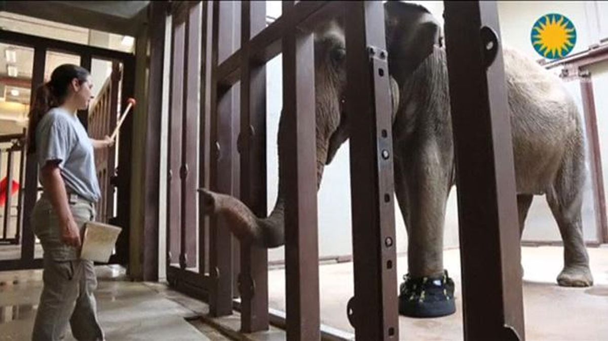 Un veterà elefant del zoo de Washington porta botes per curar la seva artrosi a les potes.
