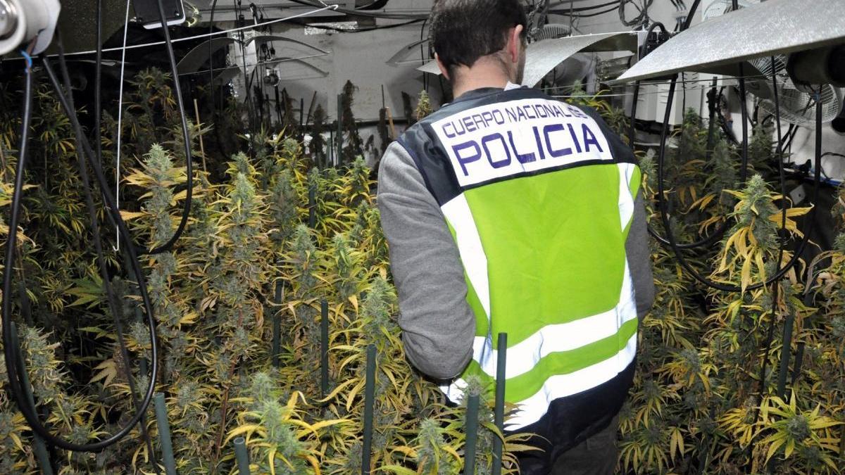 Detenidas cuatro personas en Mérida por cultivo de 597 plantas marihuana