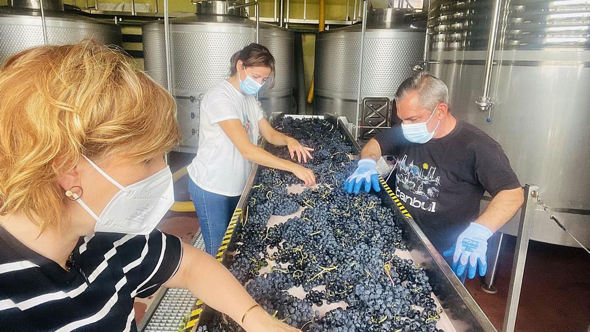 Selección de uva en una bodega zamorana.