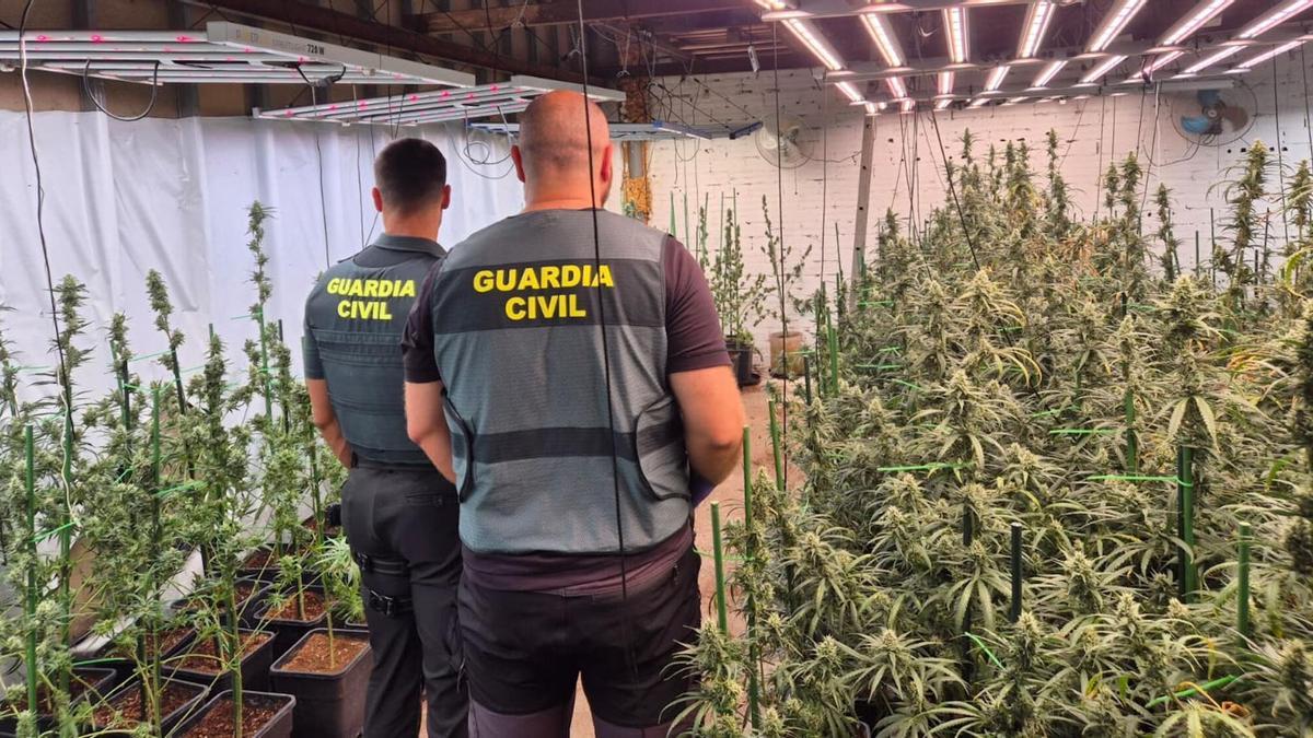 La Guàrdia Civil a la plantació desmantellada a Llers aquest 21 d'agost.