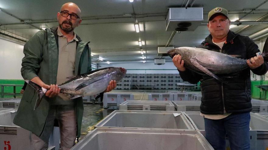 Los primeros trece bonitos de la costera se venden en la rula de Avilés por 41.000 euros