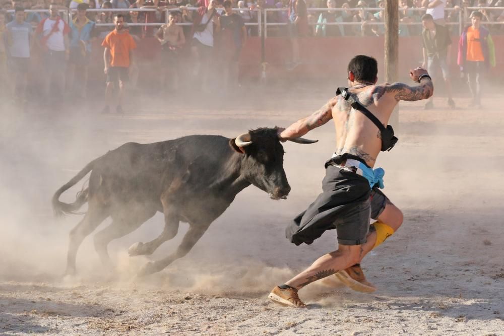 Les vaquetes de Santpedor en imatges