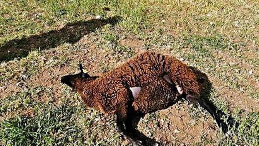 Los lobos matan cuatro ovejas en una explotación de Sobradillo