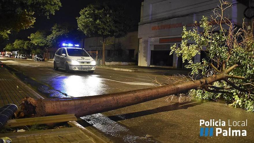 Un coche de la Policía, ante un árbol caído en Son Castelló.