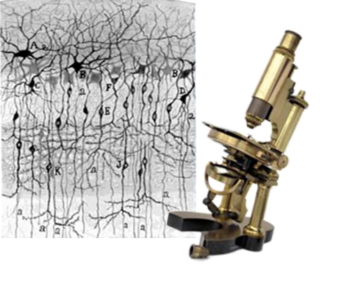 Microscopio y neuronas