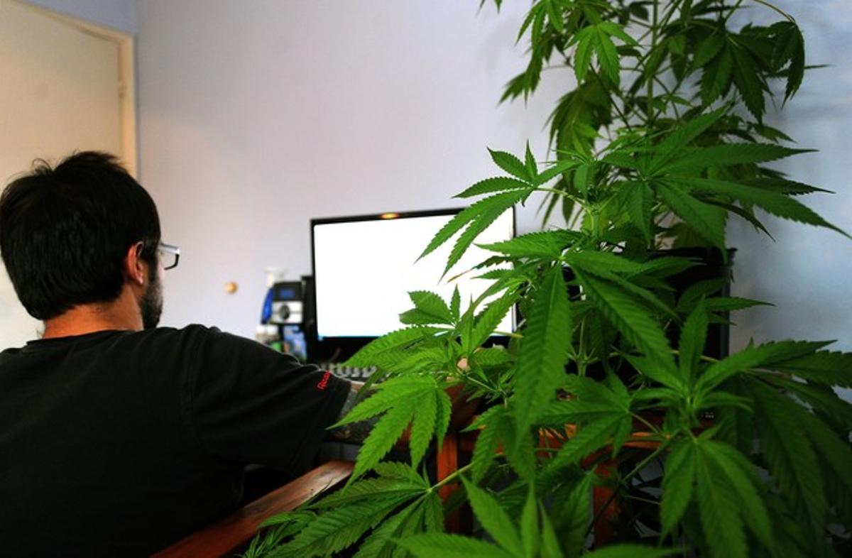 Una planta de marihuana en una vivienda de Montevideo.