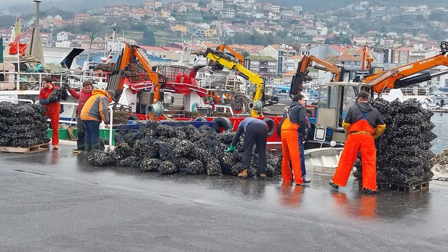 El sector mejillonero gallego, anclado en la fragmentación, alcanza las 3.573 bateas