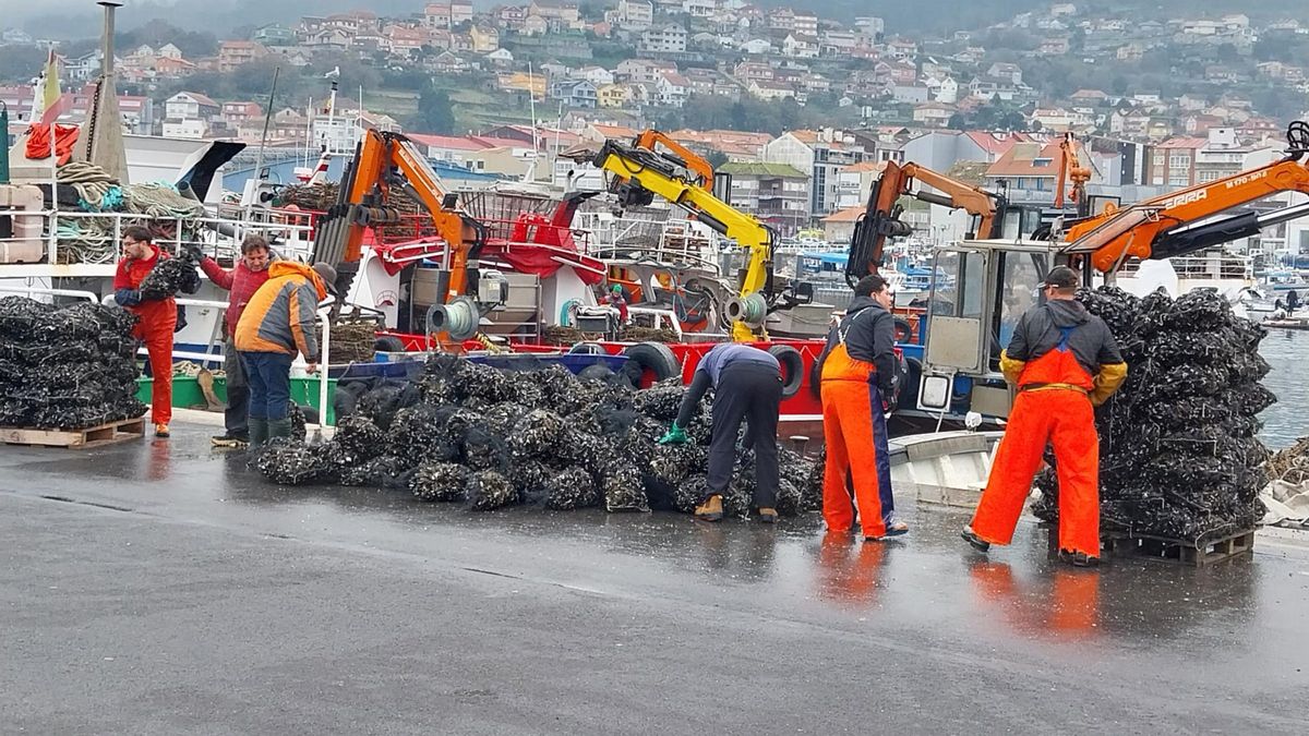 Trabajos de descarga de mejillón en el puerto de Bueu durante la reciente campaña de Navidad.