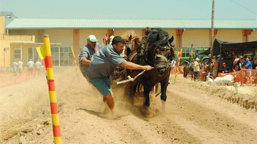 Los vecinos de Silla no quieren concurso de tiro y arrastre