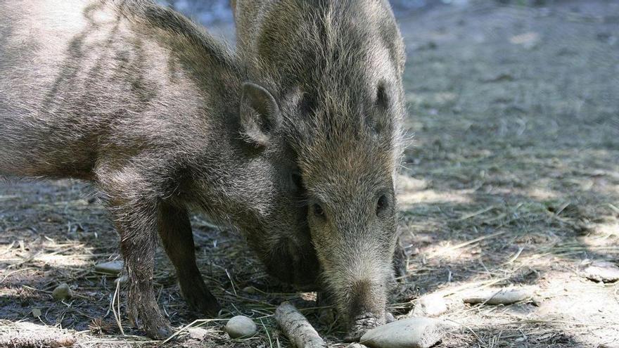 Castilla y León declara la emergencia por sobrepoblación de jabalíes, corzos y gamos